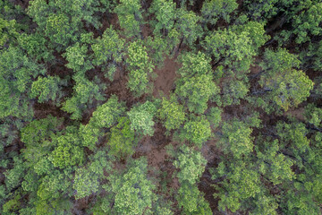 New Jersey Pine Barrens 
