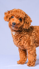chocolate fur color poodle dog photo shoot session on studio with gray color background and happy expression