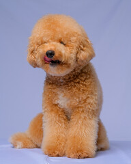 cream creamy female poodle dog photo shoot session on studio with gray blue background and happy expression
