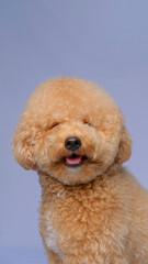 cream creamy female poodle dog photo shoot session on studio with gray blue background and happy expression