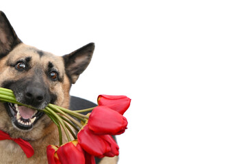 a dog with flowers in a mouth