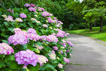寺山公園のあじさい
