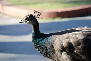 Pavão / Peacock