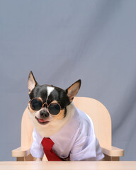 male chihuahua photoshoot studio session pet dog photography with property and background gray color