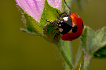 Beautiful ladybug on leaf defocused background