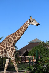 Girafa / Giraffe
