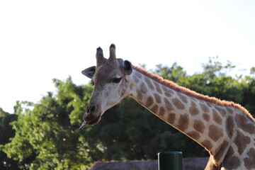 Girafa / Giraffe