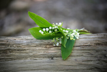 closeup of lily of the valley bouquet on tree trunk in the forest