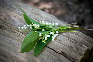closeup of lily of the valley bouquet on tree trunk in the forest