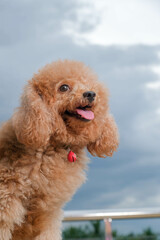 chocolate fur color poodle dog photo shoot session on studio with gray color background and happy expression