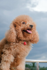 chocolate fur color poodle dog photo shoot session on studio with gray color background and happy expression