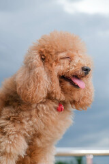 chocolate fur color poodle dog photo shoot session on studio with gray color background and happy expression