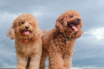 chocolate fur color poodle dog photo shoot session on studio with gray color background and happy expression