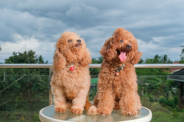 chocolate fur color poodle dog photo shoot session on studio with gray color background and happy expression