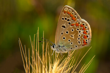 Macro shots, Beautiful nature scene. Closeup beautiful butterfly sitting on the flower in a summer garden.