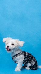 female maltese photo shoot session studio pet photography with black dress shirt blue background and property cute expression puppy dog