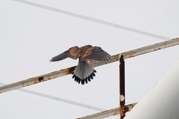 common kestrel is hunting and nesting in a bridge