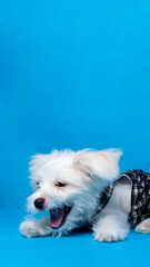 female maltese photo shoot session studio pet photography with black dress shirt blue background and property cute expression puppy dog