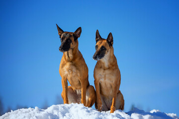 Portrait of two female belgian shepherds malinois sitting in the snow
