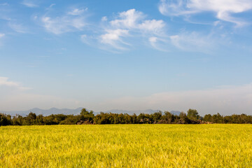 Fototapeta na wymiar Turkey - Antalya cloudy sky and golden wheat field