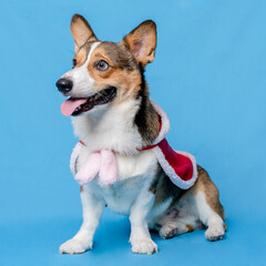a male corgi pembroke welsh photoshoot pet photography studio isolated with blue background christmas theme dress and decoration