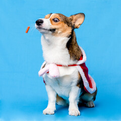 a male corgi pembroke welsh photoshoot pet photography studio isolated with blue background christmas theme dress and decoration