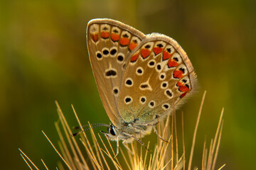 Macro shots, Beautiful nature scene. Closeup beautiful butterfly sitting on the flower in a summer garden.