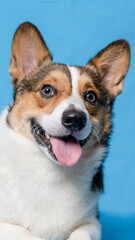 a male corgi pembroke welsh photoshoot pet photography studio isolated with blue background christmas theme dress and decoration