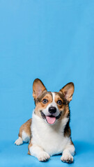 a male corgi pembroke welsh photoshoot pet photography studio isolated with blue background christmas theme dress and decoration