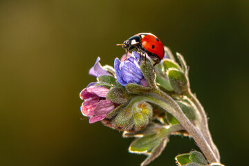 Beautiful ladybug on leaf defocused background