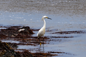 playas de huacho peru