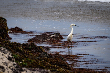 playas de huacho peru