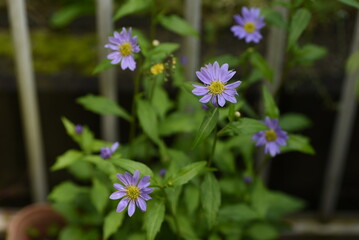 ミヤコワスレの花