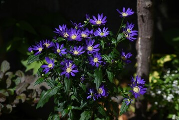 Obraz premium Aster savatieri flowers. Asteraceae perennial plants. The flowering season is from April to June.