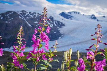 Fireweed flowers by glacier