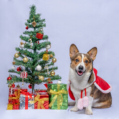 a male corgi pembroke welsh photoshoot pet photography studio isolated with grey background christmas theme dress and decoration