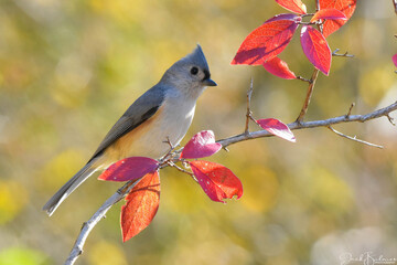 A Tufted Titmouse perched on branch with red leaves.
