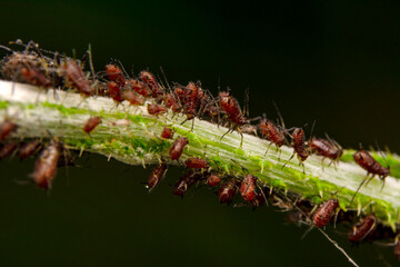 A herd of plant louse (aphid) on a green leaf