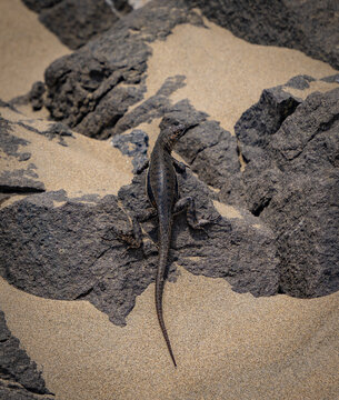 playas de huacho peru