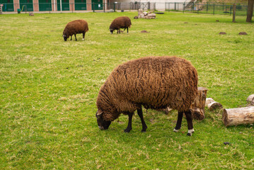 Obraz premium unshorn brown sheep against the background of bright juicy green grass