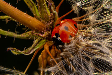 Beautiful ladybug on leaf defocused background