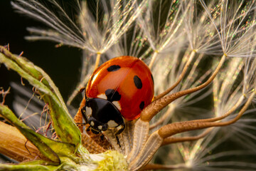 Beautiful ladybug on leaf defocused background