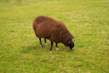 unshorn brown sheep against the background of bright juicy green grass