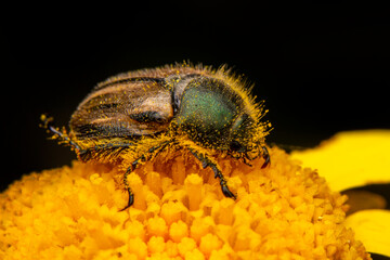Close up  beautiful  insect in the garden