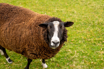 Fototapeta premium unshorn brown sheep against the background of bright juicy green grass