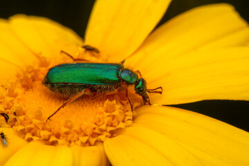 Close up  beautiful  insect in the garden