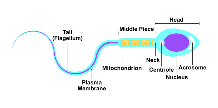 Scientific Designing of Human Sperm Cell Diagram. Colorful Symbols. Vector Illustration.
