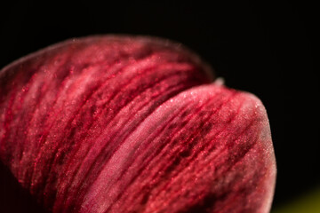 red flower petals on dark background