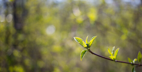 fresh green leaves on tree in early spring