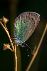 Obraz premium Macro shots, Beautiful nature scene. Closeup beautiful butterfly sitting on the flower in a summer garden.